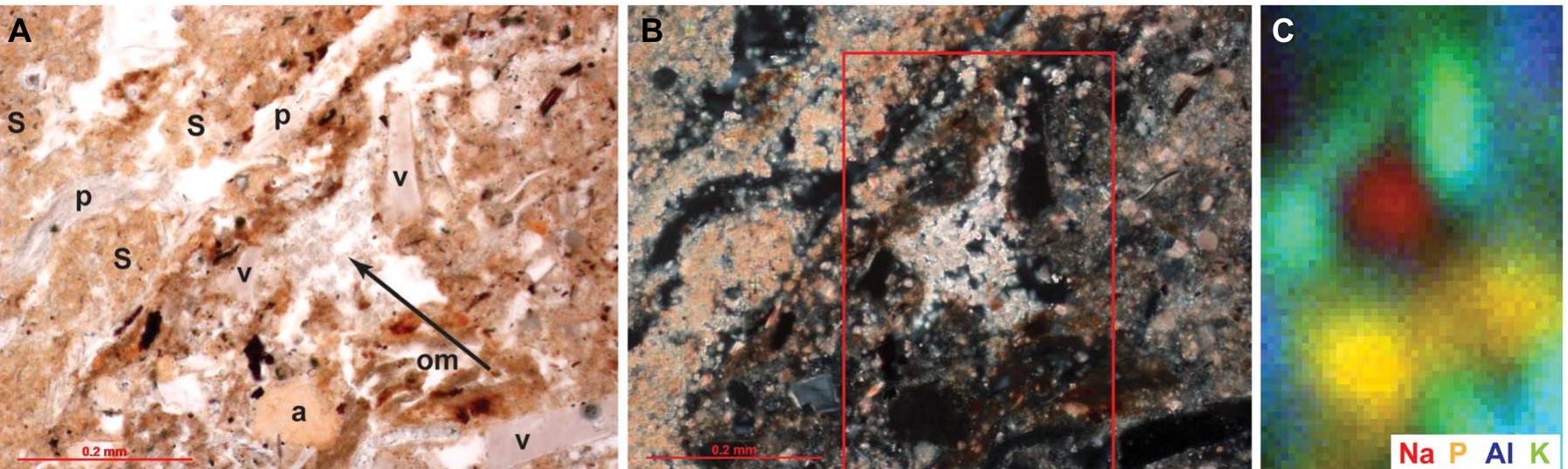 Fig. 2. Secondary salts and mineral nodules in the micromorphology samples. (A) Photomicrograph of the contact between a layer of intact dung and the underlying sediment. The dung layer contains thin, undulating lenses of calcareous spherulites (S) interbedded with siliceous phytoliths (p). The sediment beneath contains fragments of volcanic glass (v), degraded organic material (om), and secondary nodules of apatite (a) in a matrix rich in wood ashes and clay minerals. A concentration of secondary mineral crystals—unidentified but likely soluble salts—formed within a void is indicated with an arrow. Plane-polarized light. (B) Same view as (A), cross-polarized light. Area scanned using micro-x-ray fluorescence indicated with the red box. (C) Elemental distribution map showing enrichment of sodium in the secondary mineral crystals, as well as phosphorus in the apatite and organic material, potassium in the volcanic glass, and aluminum in the clay-rich matrix. Note that although concentrations of suspected soluble salts (as well as other secondary minerals such as apatite and gypsum) have been observed in the micromorphology samples, further identification is limited because of highly variable crystal morphologies (58). 