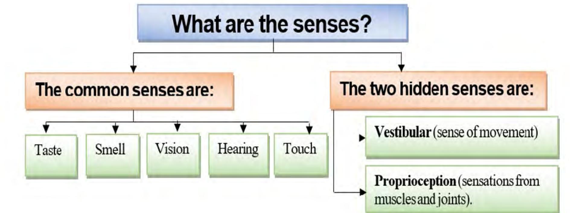 Demonstrate Sense Figure 3 - from Nature as a Healer for Autistic Children