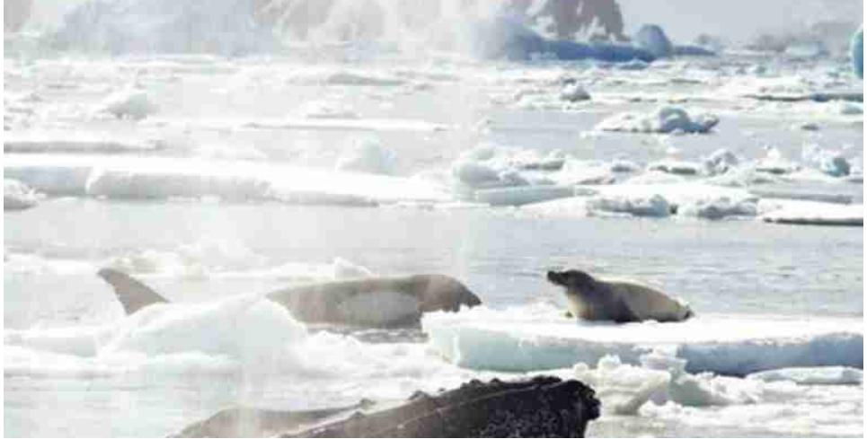 Humpback whale tries to drive off an orca to save a seal (National Geographic)  * An experiment might test peoples’ willingness to undertake altruistic actions benefiting unrelated others to ensure the reproductive success of a spirit /emotion replicator that they value in common. It might begin by introducing a randomly chosen group to recordings of actual cases of trans-species generosity. These might include dolphins saving a drowning human, a dog putting its life at risk to rescue a stranger's child, or a leopard sheltering a baby hyena. Then, participants in the experiment would be invited to make a choice. 