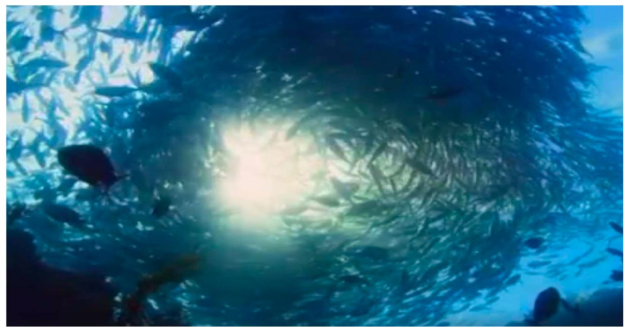 Radiohead Composition (click here to play)  As sensors and communications tools improve, humans are finding new ways to appreciate th beauty of life forms around us. Our arts are becoming more sensitive to the living currents  around us, as reflected in a recent composition by Radiohead for BBC’s Blue Planet II documentary.  III. Emergence of new voices and new sentient species 