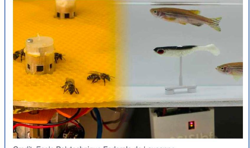 Through an imaginative experiment, researchers were able to get two extremely different animal species located far apart to interact with eact other and reach a shared decision with the help of robots.  Robots enable bees and fish to talk to each other 