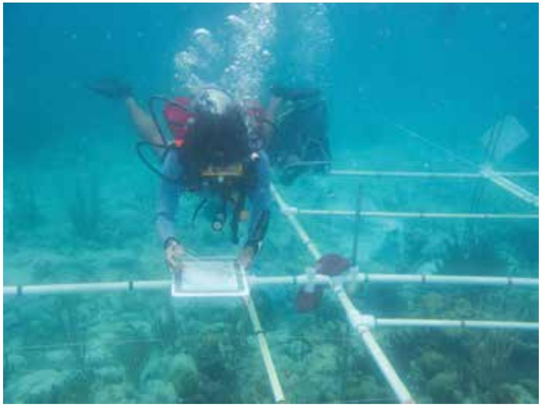 2. Shipwreck 40 Canones 2010 / Embarcacion 40 Canones 2010. (Photo: J. Aviles)  Due to its ecological diversity, which includes many habitats such as sea grasses, sandy areas, mangroves and beaches with many plant and animal species, it was awarded with the categories of Biosphere Reserve, RAMSAR site and MaB (Man and Biosphere).  and beaches with many plant and animal species, it 