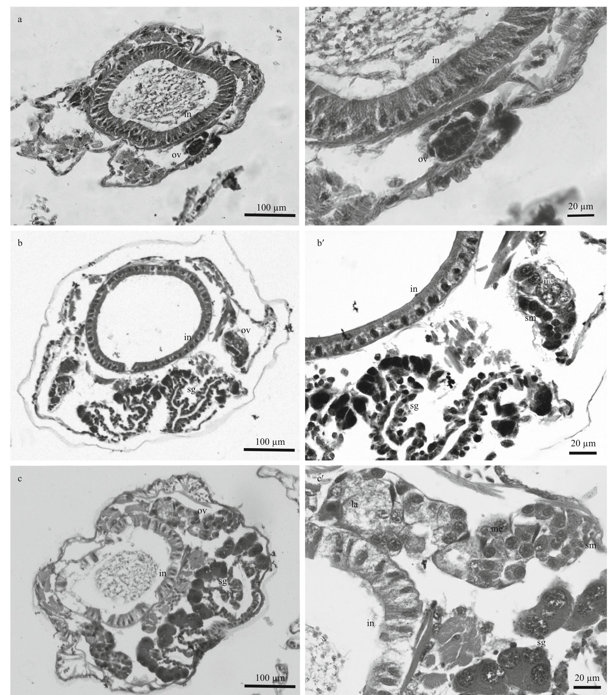 Transverse sections through genital segments of the