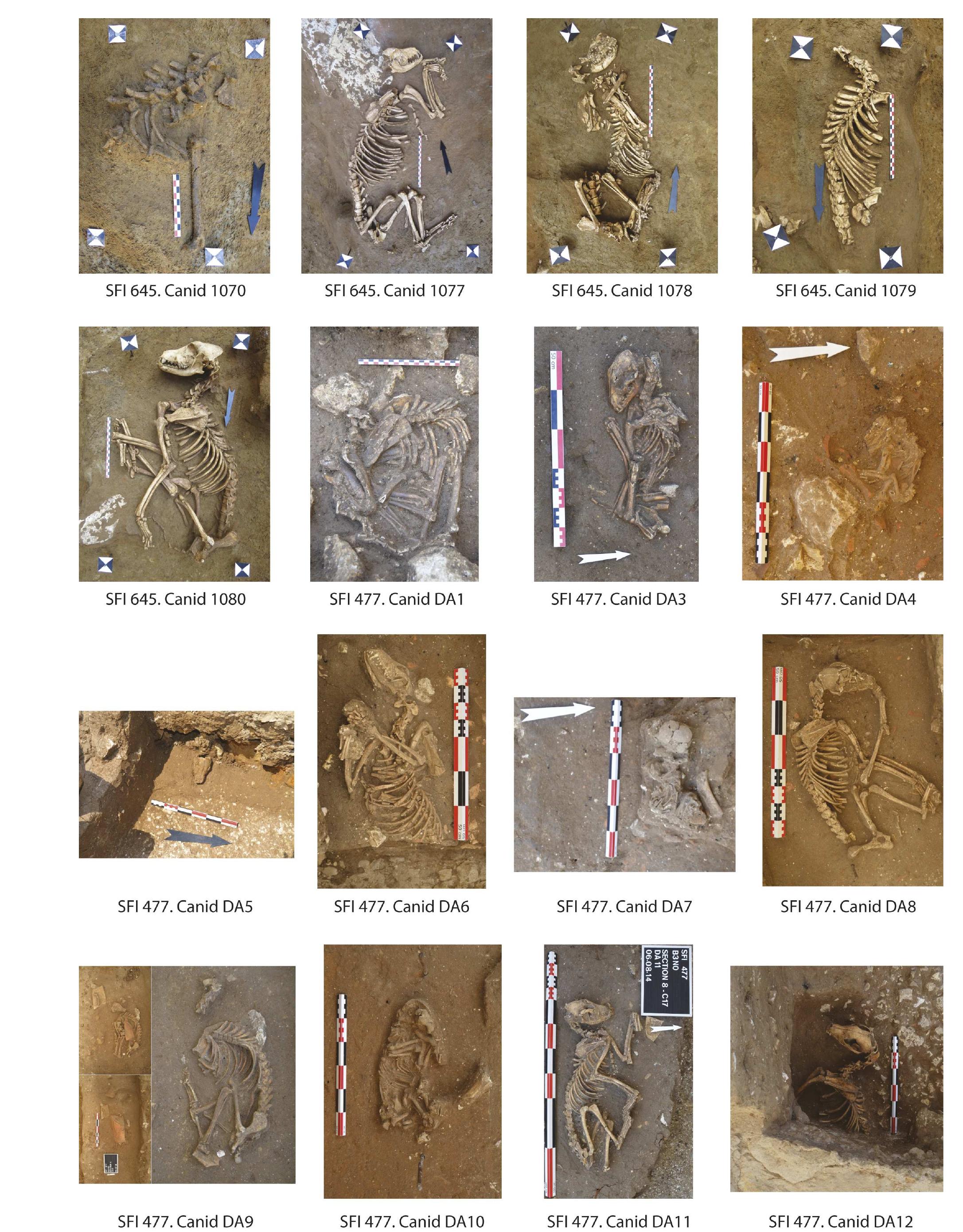 Photographs of the five articulated canid specimens at lot