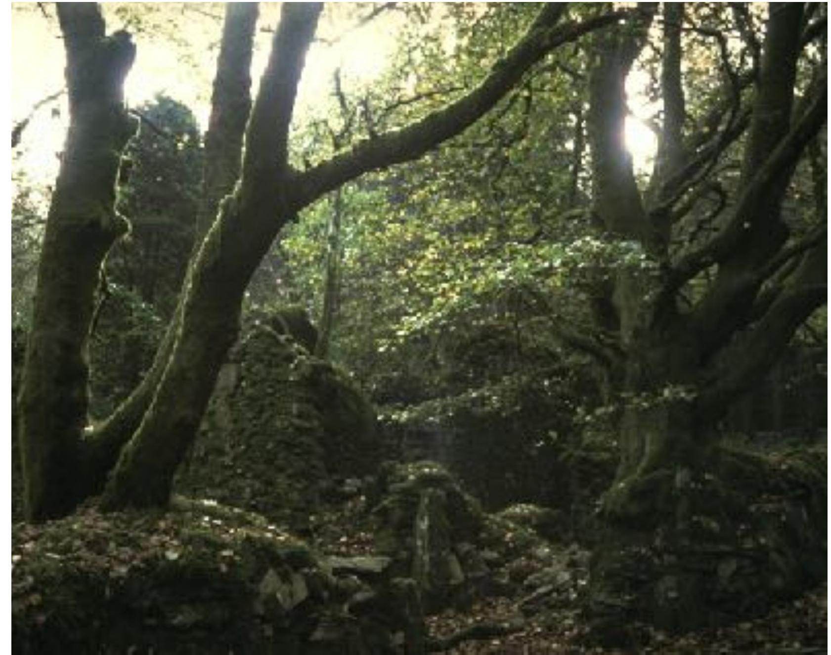 Image 6. Esgair Fraith (Speckled Ridge), Clywedog Plantation, Llanfair Clydogau, Wales. Farm buildings acquired by compulsory purchase and forced eviction for UK government agency Forest Enterprise. Buried lives.  Two temporary architectures, designed by Cliff McLucas (after Bernard Tschumi), were introduced at  the farm: 16 meters high steel scaffolding cubes, running through the ruin and among the trees. 