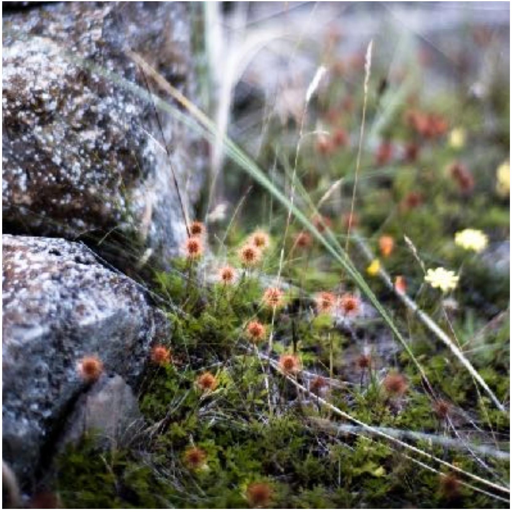 mage 20. Lindisfarne, Northumberland UK, remains of a medieval farmstead in the sand dunes colonized by invasive pirri-pirri from New Zealand. Part of the chorographic series "the quotidian’ exploring how “haecceity", hereness, a sense of place, is constituted through everyday ambient fextures. 