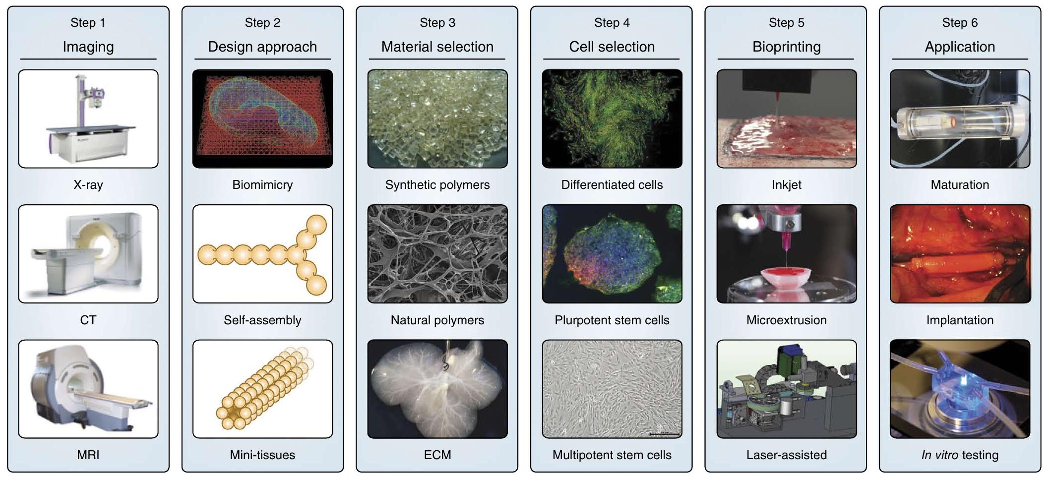 (PDF) 3D bioprinting of tissues and organs