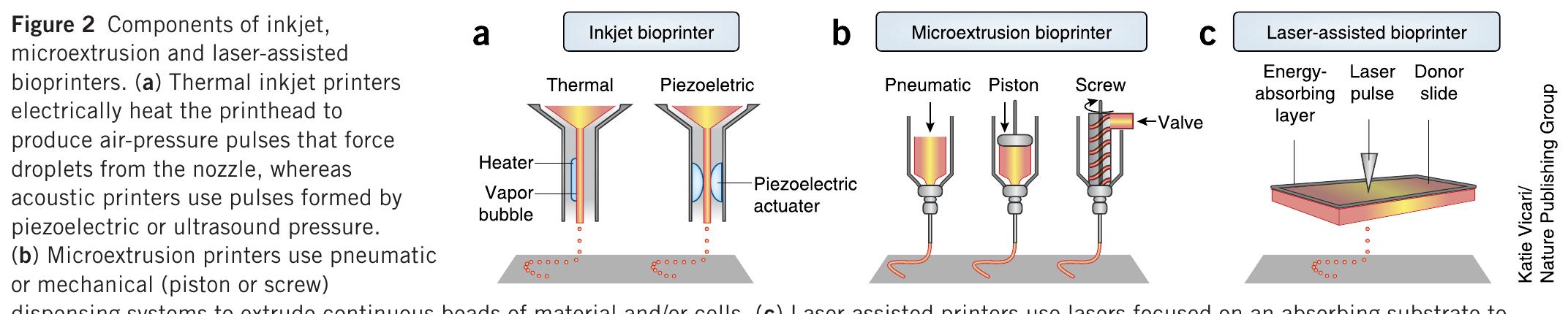 (PDF) 3D bioprinting of tissues and organs