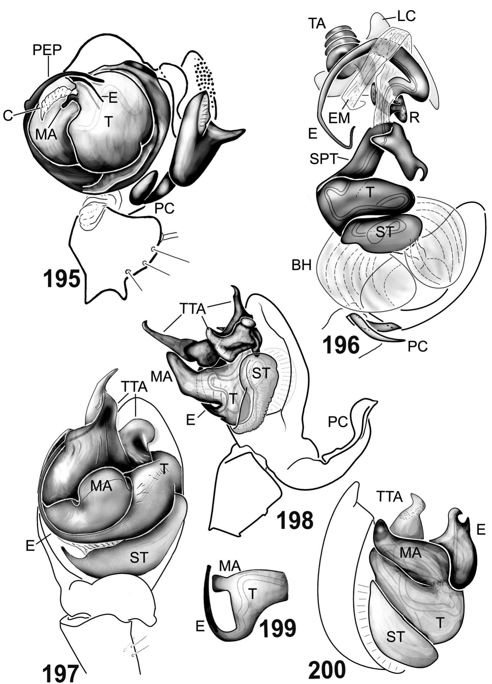 S 195—200.—195, pimoa rupicola (simon 1884) (pep = pimoid