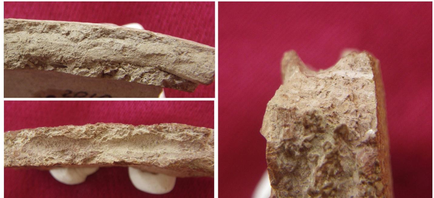 Fig. 8. Breaks along coils observed in the Ojakly handmade ceramic assemblage, with possible signs of secondary use of slabs to patch and smooth surfaces.  As was the case with rim shapes, certain attribute patterns stood out as distinctly related to each vessel form (Fig. 12). Vessels with short  angled necks (n = 6) were the largest, with an average diameter of 18.5cm, followed by long curve neck vessels (n = 41, avg. diam. 17.8cm). Both short angled and long curve neck vessels were pre-  dominantly tempered by grog (100% and 97.6% of samples,  Generalized open forms, not shown in Figs. 11 and 12, fall within the range observed in the three common vessel forms. These vessels were on average 15.6 cm in diameter and 7.2 mm thick, and 88.6% of samples were grog-tempered. This group shows the widest range of tempering practices, however, with 11 samples (6.2%) having only sand temper, seven (4%) with a mix of sand-grog, and two samples with no visible temper. This group also exhibited the full spectrum of ob- served paste roughness, including one of the very few examples within the assemblage of a sandy paste. Firing patterns were in line with the general handmade assemblage, with 71.6% evidencing an oxidizing environment. Just under 10% of sherds from the open vessel group were decorated (n = 17), a figure that factors into the low overall 