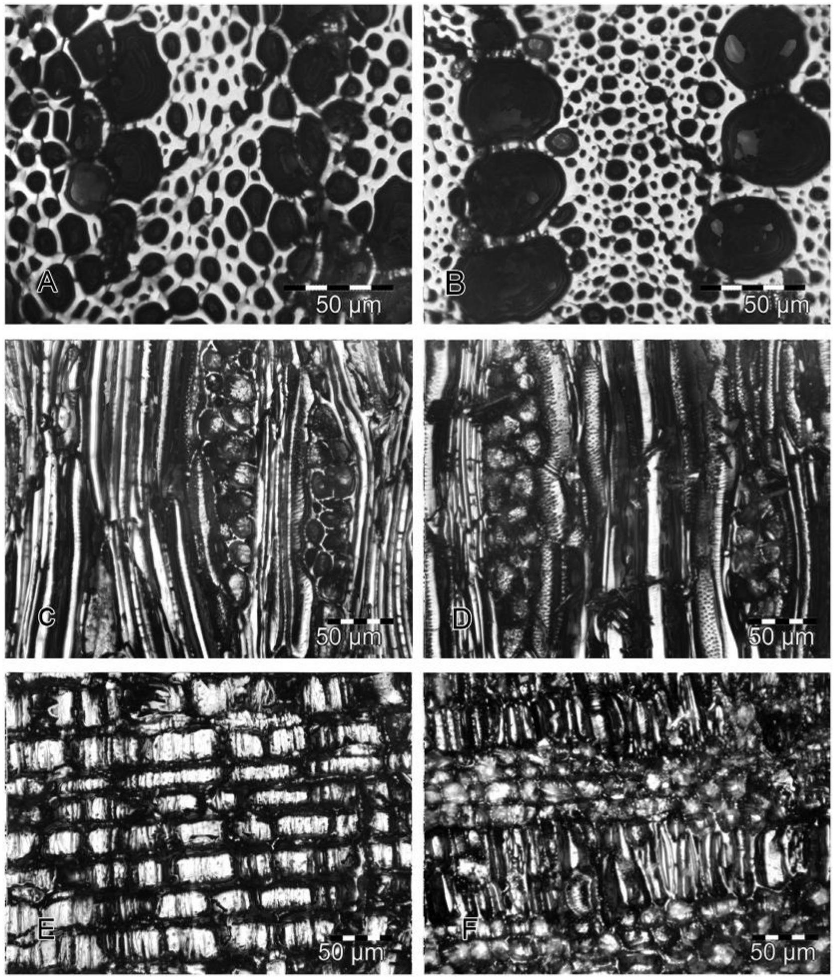 (PDF) Identifying Asteraceae, particularly Tarchonanthus ...