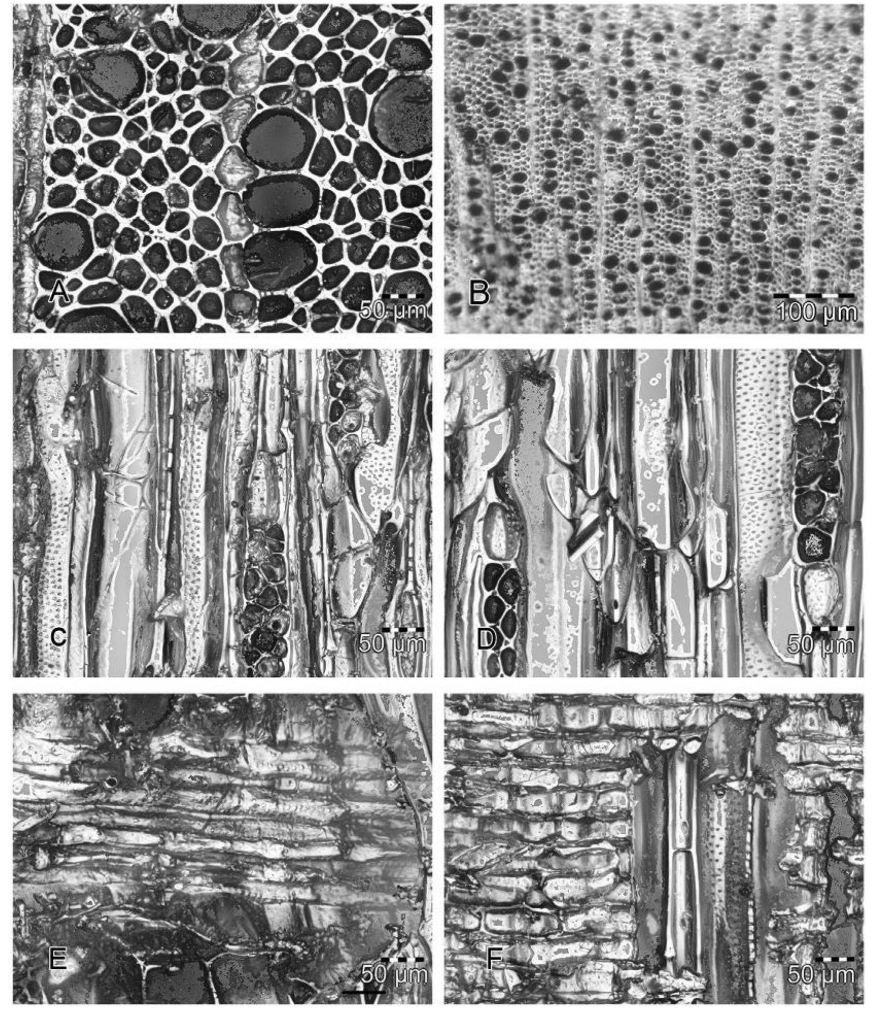 Figure 12 - from Identifying Asteraceae, particularly