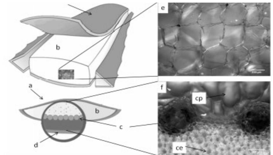 Figure 2 - from Importance and Properties of Aloe Vera In