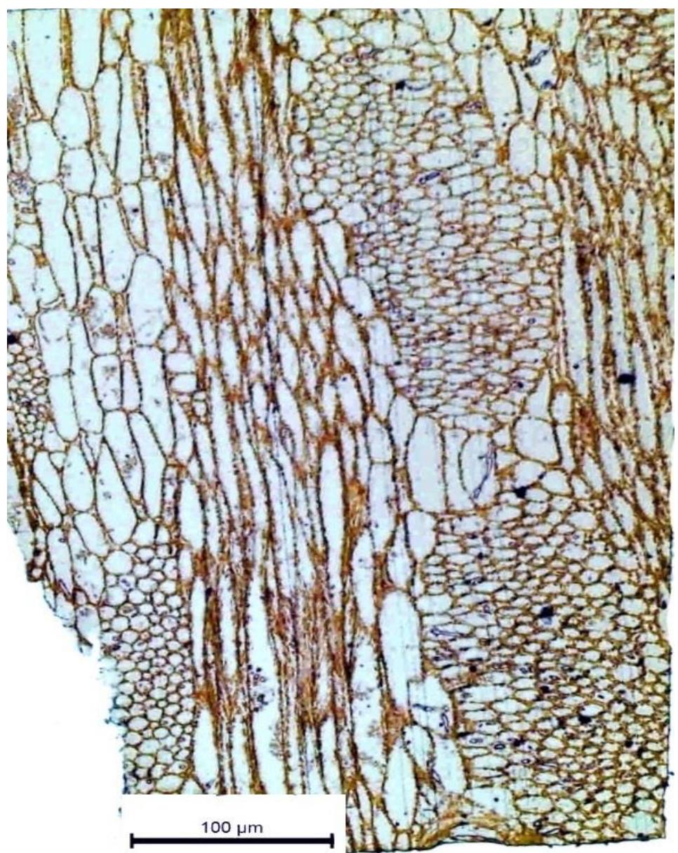 Figure 7 - from EXAMINATION AND ANALYSES OF A WOODEN FACE AT