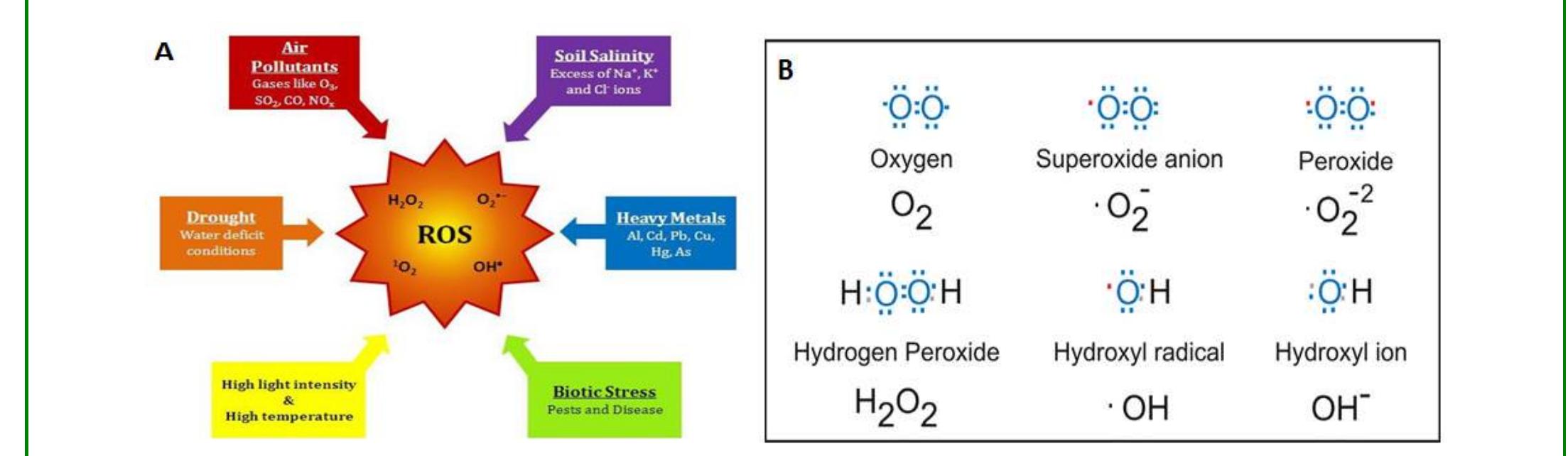 (PDF) Citation: Loutfy H Madkour. Function of Reactive Oxygen Species ...