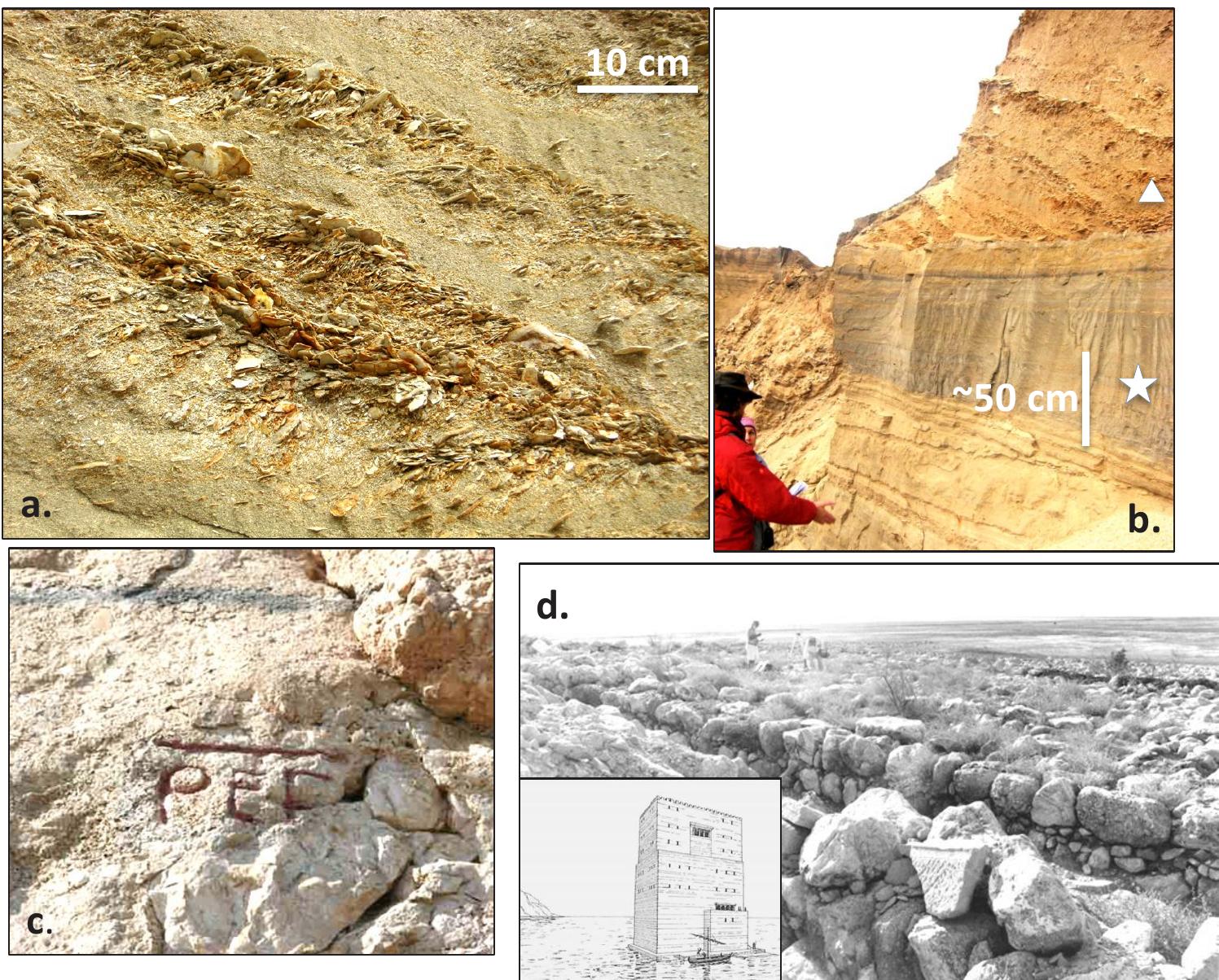 Figure 2 (a) Fragments of aragonite crusts in the Late Bronze Age beach ridge at the Ze’elim Gully outcrop; (b transition from lacustrine fine clastics and aragonite laminae (star marking the Middle Bronze Age) to beach depo sition (triangle marks the Late Bronze Age); (c) the PEF (British Palestine Exploration Fund) rock that markec the levels of the Dead Sea at the turn of the 20th century (~390 m bmsl); (d) Rujm el-Bahr Late Hellenistic—Earl; Roman anchorage site on the northern Dead Sea shore (in the inset: reconstruction of the anchorage and tower by Hirschfeld 2006).  t  =  r t t  he “transfer” of the hydroclimate configuration of the watershed into the lakes’ limnological anc  sedimentological properties. The lake rose when annual precipitation in Jerusalem exceeded ~650 4 100 mm and receded when the annual precipitation dropped to ~450 + 100 mm (Enzel et al. 2003).  The most significant lake rise of the past decades (since the beginning of human intervention in the egional water balance) occurred in the winter of 1991/2, when anomalous amounts of rain fell in he watershed (e.g. ~1500 mm in Jerusalem compared to the annual mean of 550 mm). That wintet he Degania Dam, which prevents the flow of the Jordan River out of the Sea of Galilee, was opened  and the Dead Sea level rose by more than 1.5 m. 