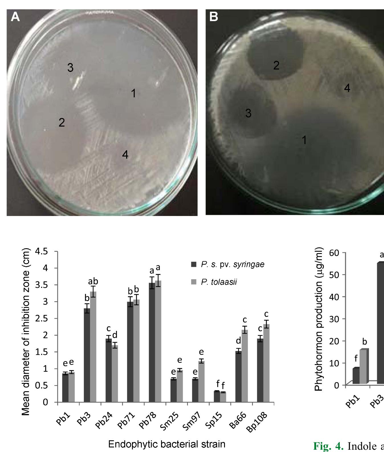 (PDF) The Plant Pathology Journal Isolation and Identification of ...