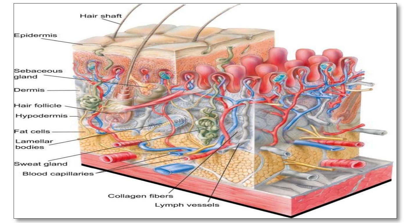 Rete Ridges Structure The outer layer of the epidermis, the external layer of