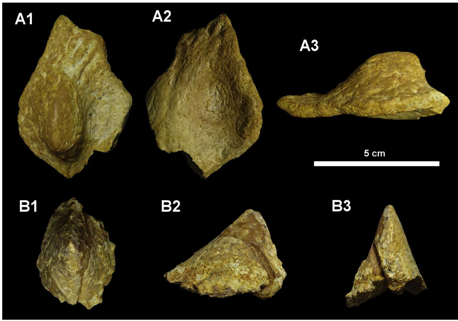 Osteoderms Bulletproof Osteoderm types of an indeterminate ankylosaur dinosaur