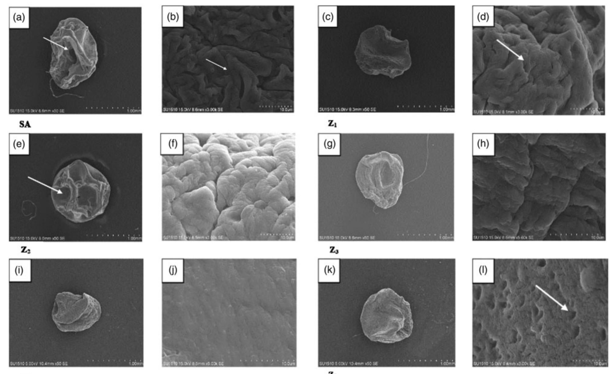 Scanning electron microscopy (sem) images of alginate