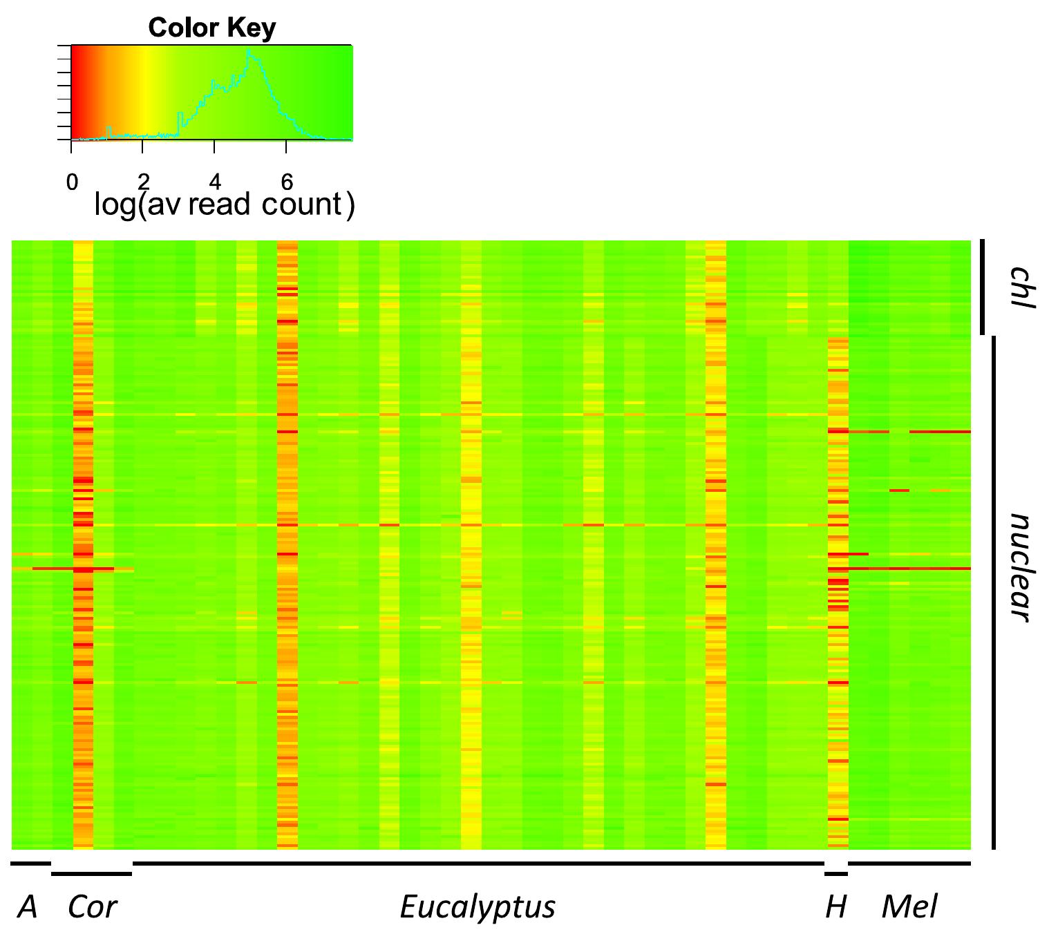 Fig 4. A heat map of the average coverage across 209 loci and 47 samples. Average reads mapped were log transformed. Samples are on the x-axis (A = Arillastrum, Cor = Corymbia, H = Heteropyxis, Mel = Melaleuca), loci are on the y-axis (chl = chloroplast loci).  