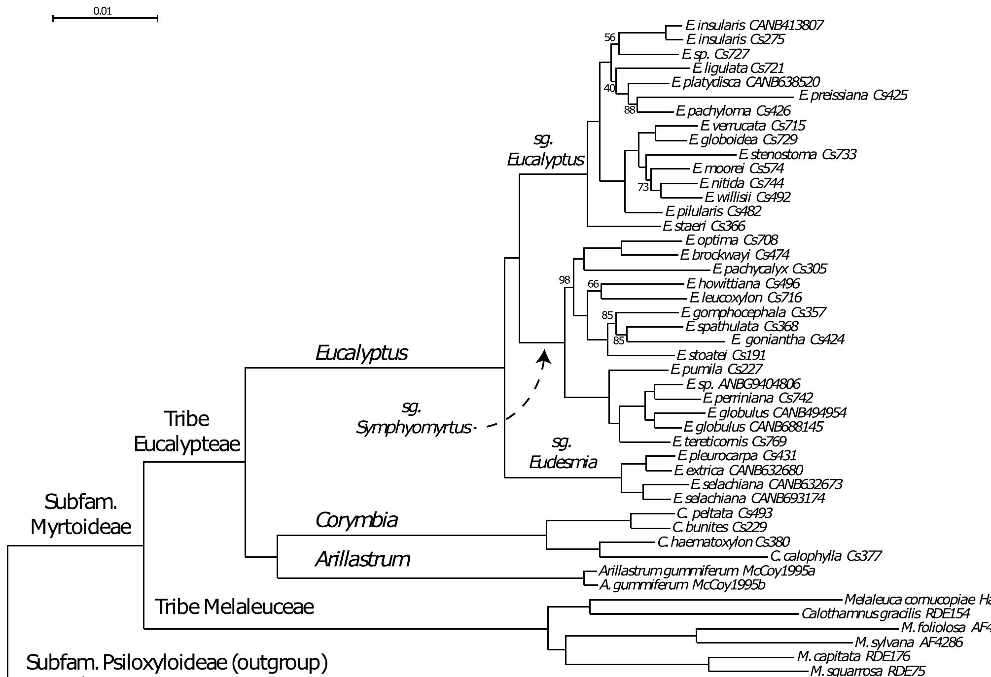 Fig 7. The single maximum likelihood tree of 47 taxa found by multiple searches (see Methods). Bootstrap values are shown and branch labels indicate higher taxonomic groups down to the rank of subgenera (sg). When bootstrap values are not shown, nodes had a bootstrap value of 100. 