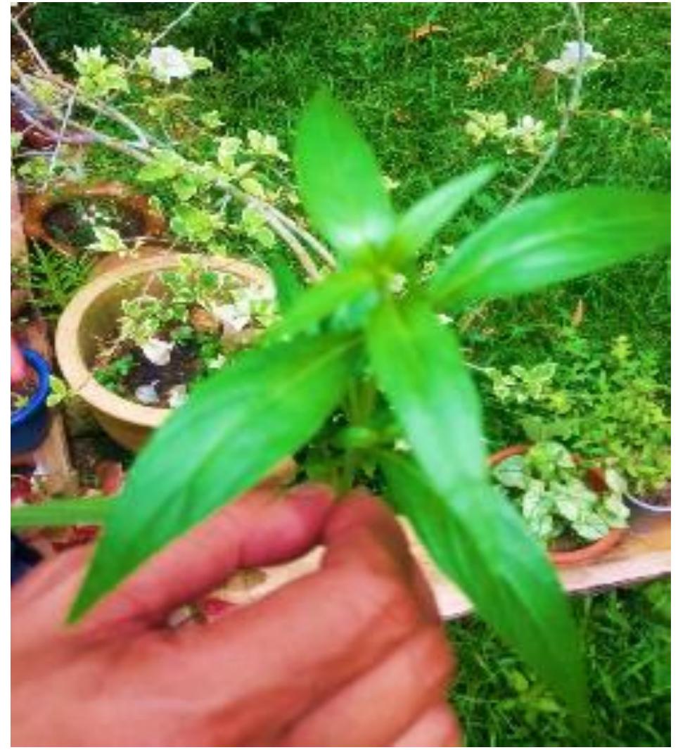 oil we! apie 'Gbiiwuiata fr Bie FE ee a atlltl!  Andrographis Paniculata (fig. 2) or called as Hempedu Bumi by Orang Asli were also prescribed for snakebite. The informants believed that Andrographis Paniculata used in Mah Meri tribes TM for treating diabetes and hypertension. In other study conducted by (Ong, Ahmad & Milow, 2011) among the Malay villagers in Kampung Tanjung Sabtu, Terengganu, Malaysia found that decoction or infusion of the whole plant of Andrographis Paniculata taken orally was also to treat hypertension besides to cure diabetes and fever. Not only that, Andrographis Paniculata is also applied by Kani tribals in Kouthalai of Tirunelveli hills, Tamil Nadu, India to prevent the falling of hairs (Ayyanar & Ignacimuthu, 2005). This case study supported by Joselin and Jeeva, (2014) who writes that the Andrographis Paniculata is a traditional remedy for fever, cold and various infections and it has been perceived as safe in Traditional Chinese Medicine too. This is proven  that Andrographis Paniculata was not only practised by Mah Meri tribe but also used by other communities locally and internationally.  