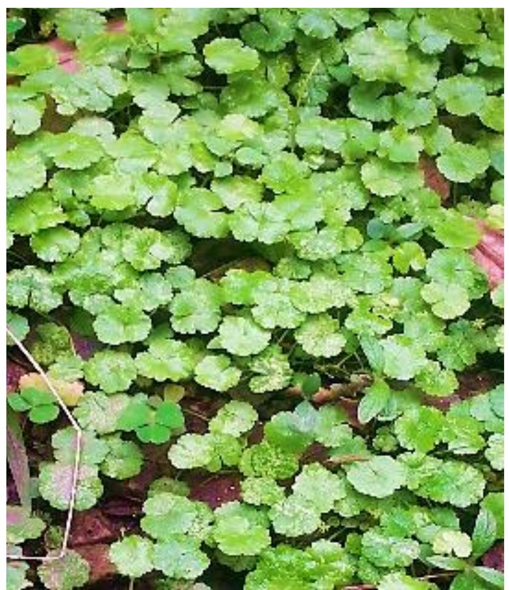 It is a very important medicinal herb used in the Orient (Bown, 1995) which is also becoming popular in the West (Chevallier, 1996). Similarly, previous study found that Centella Asiatica (CA) was also used by the Orang Asli in Kampung Bawong, Perak, West Malaysia where the boiled Centella Asiatica’s leaves and the infusion is used for mother who just gives birth as one of their primary source of medication (Samuel et al., 2010). Interestingly, a study conducted by Ayyanar & Ignacimuthu, (2005) described that the Kani tribals in Kouthalai of Tirunelveli hills, Tamil Nadu, India mixed the paste of Phyllanthus virgates' leaf with the leaves of Centella Asiatica to cure jaundice and stomachache.  Phyllanthus Niruri (Dukung Anak) 