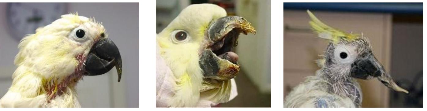 Is Beak And Feather Disease Contagious to Other Birds? Essential Facts