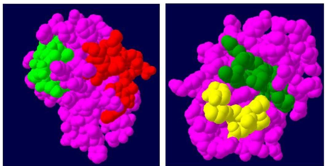 Mapping of b cell epitopes on the 3d structure of the