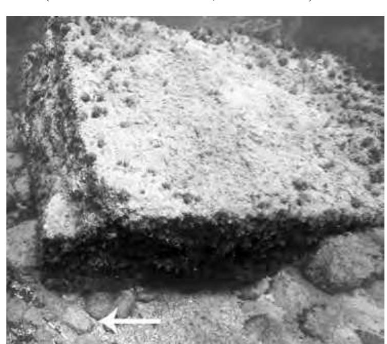 WEodt OL ULE Villd, tlds DECI TldQe IWLlO  and especially around the three islets rising west of the garden (figs. 16-18).  in a northeasterly direction, certainly belongs to a later phase, when the vi  in ruins (see below with n.92). As matters stand, we should anticipate a much more lavish building programme on these islets, which went far beyond playing the functional réle of 2  d Teeuldl VOX  ike shape by cutting the edges of the rock and levelling the seabed. In this way a harbout basin of c.6000 m” was created and closed on its N side against the tide. This is a perfect spot for using the natural conditions for a harbour due not only to the terrain but also to the pre- vailing wind direction.” The extensive project of building this harbour is furt by the massive amount of building rubble which has fallen on the seabed in front of the villa That at least the first two of these islets were joined by some kind of breakwater is well known.** However the rest of this breakwater, set on the E side of the first islet and continuing below the villa  her evidenced  la already lay  breakwater for protecting the port. Besides the massive building remains of opus caementi- 