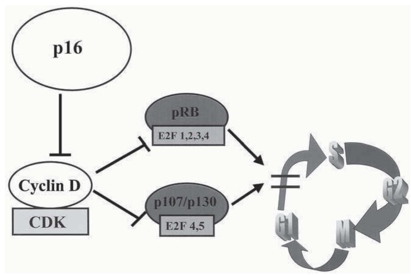 (PDF) Cell Cycle Inhibitors in Cancer Therapy
