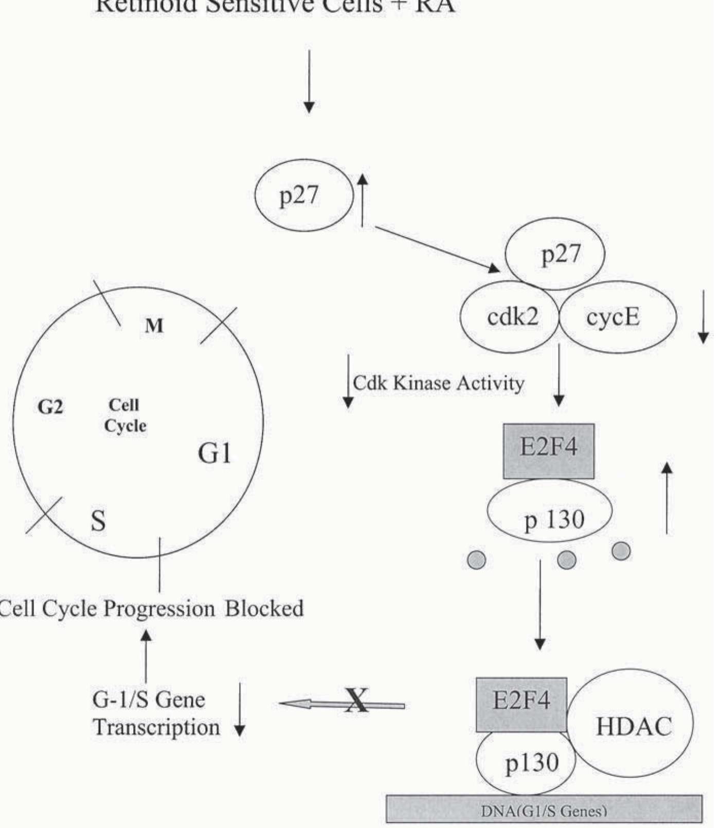 Model for the regulation of cell cycle progression in