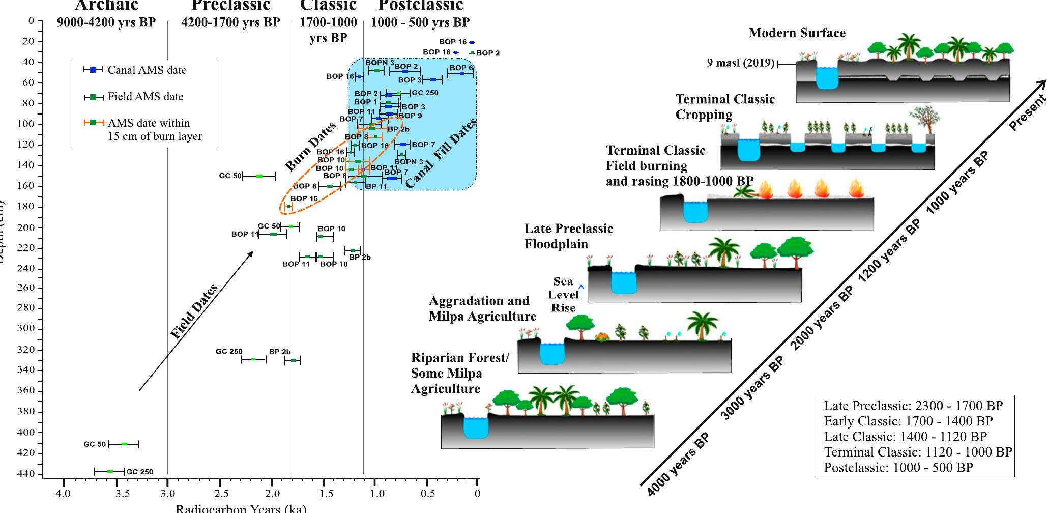 Fig. 2. AMS dates chart and conceptual model of wetland formation (S/ Appendix, Table $1 for AMS ages). 