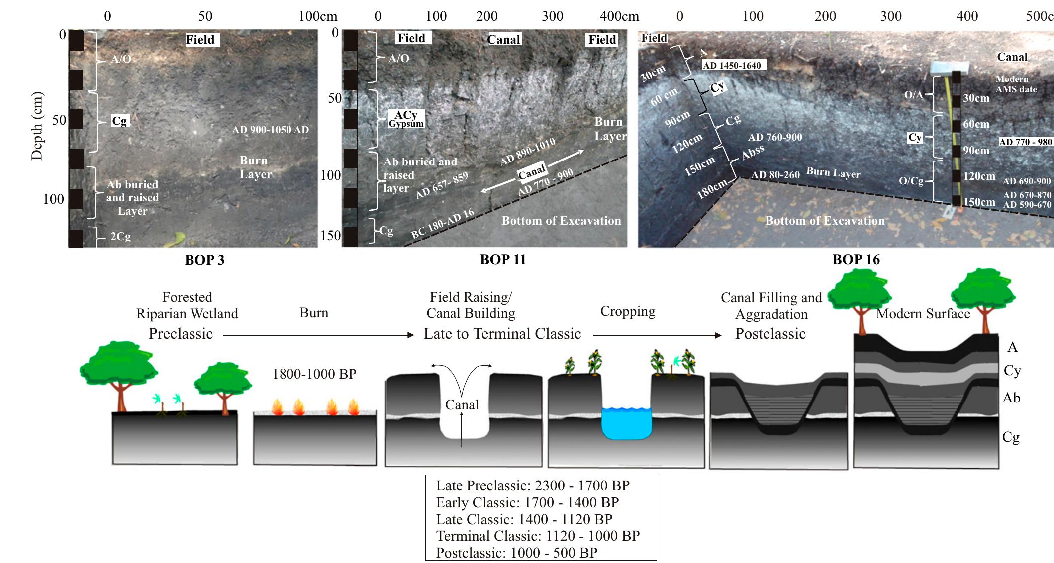 Fig. 4. Photo of the BOP 3 field excavation profile and photos of the fields and canals excavation profiles for BOP 11 and 16 (Upper) and the model o formation for these wetland complexes (Lower) (see S/ Appendix, Table S1 for all AMS ages). 