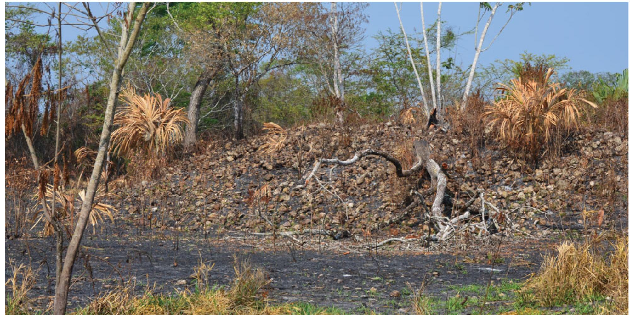 Figure 6. Structure 12 at Actuncan, showing the river cobble core fill emerging from the structure’s modern surface. Excavations on Structure 19a (see Figure 5) and 23 (Heindel 2016; Jamison 2013), which also appeared to be cobble-covered prior to excavation, indicate that the cobble-covered appearance of many mounds in Actuncan North resulted from the removal of the cut limestone facades in antiquity rather than natural processes of collapse. The absence of fallen cut stones at the bases of these buildings and the presence of a few remnant limestone blocks in situ speak to the intentional act of removal. 