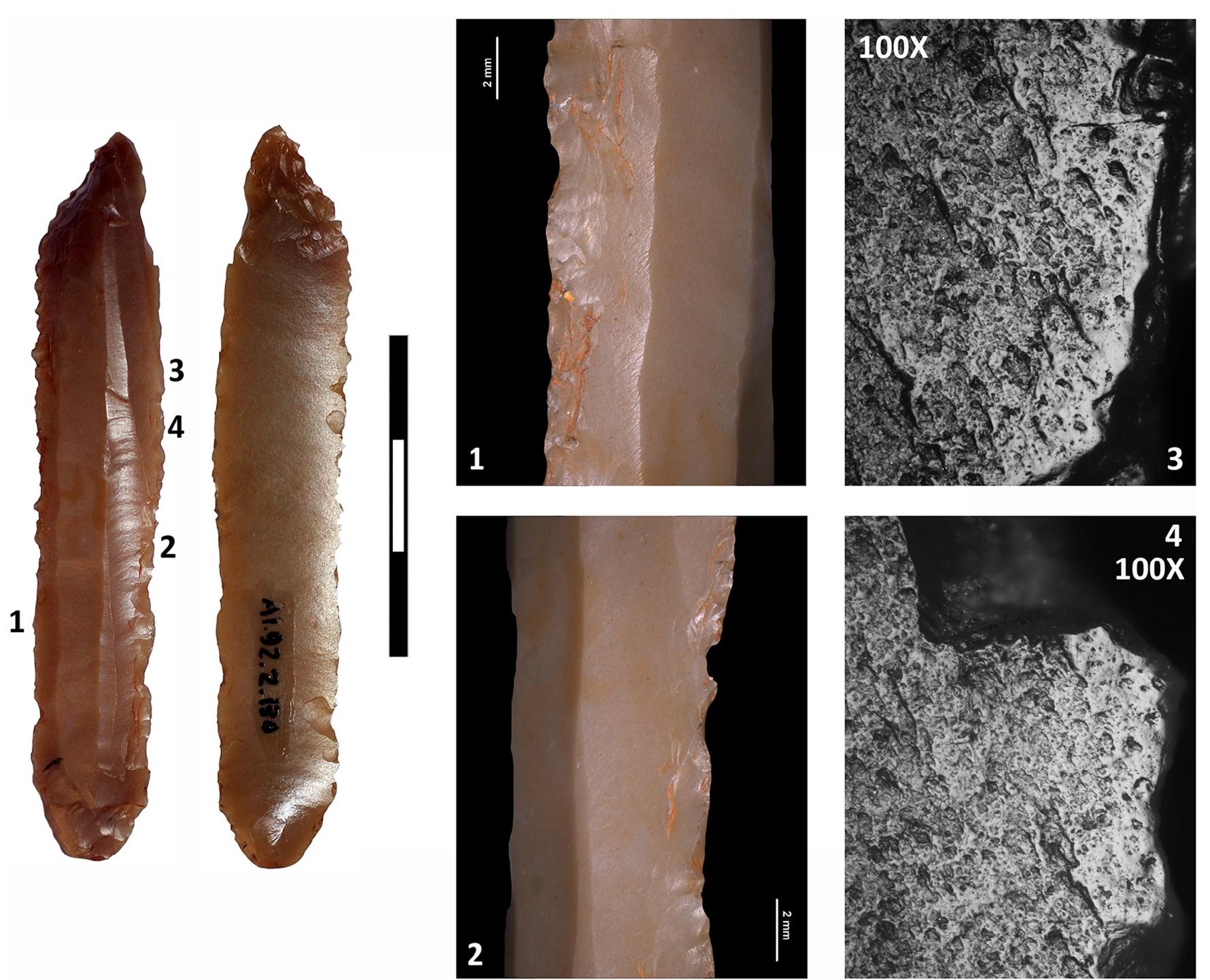 Fig 10. Small blade of imported Provengal flint (M5/11-130) showing both edges used for indeterminate soft plant cutting. Use- wear is seen microscopically on both retouched edges (1-2). The characteristics are very similar in the two cases: rounded polish with a significant degree of compaction (3-4). It must therefore have been used to cut soft plant matter, as the polish extends towards  the centre of the artefact.  AVE LUTUYO LS) MED PEAT TALS SLIT UTLe ALIN all ratte eieetecaed pela LLALLULLDS ec! OD}.  The methodology used is described in detail in Schmidt et al. [34] and only the details abso- lutely necessary for understanding our results are summarised here (all parameters for the measurements were also taken from [34]): Schmidt et al.’s technique aims to find pore-closure induced by heating of chert and flint artefacts. It is entirely non-destructive, as infrared spec- troscopic measurements are conducted by transmission though the thin parts of artefacts. The result is a ratio (called hydration ratio), calculated from the infrared spectra, expressing the quantity of pore-space in the samples. If high compared to an unheated reference, the piece was subjected to heat at least once in its history. The absolute value of the hydration ratio can be correlated to heating temperature if an experimental reference collection is used for comparison.  The methodology used is described in detail in Schmidt et al. [34] and only the details abso- 