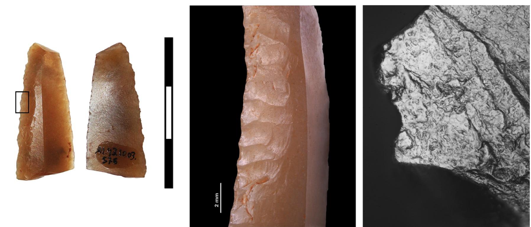 Fig 11. Honey flint blade (M16-576), retouched on both faces and used to cut plants. Very light plant polish (convex appearance and not very compact) is seen microscopically on the right edge. This appearance is probably due to it being used for a short time and the resharpening of the edge, which removed part of the active zone.  unheated Saint-Martin reference pieces if measurement errors are taken into account, and 4 pieces plot in the range of the heat-treated reference (Fig 13). This result indicates that four of the pieces were heated (post-depositionally or intentionally) and 8 pieces have never been sub- jected to heat during their life cycle. It is likely, however, that the four pieces were intentionally heated in controlled conditions because their absolute ratio values between 0.83+0.01 and 0.89+0.01 correspond to heating temperatures between 200°C and 250°C for this flint from the Vaucluse (if compared to the data from [34]). Post-depositional burning is not likely to produce such temperatures but temperatures close to 250°C have previously been described for intentional heat treatment in the Neolithic Chasséen culture [35].  