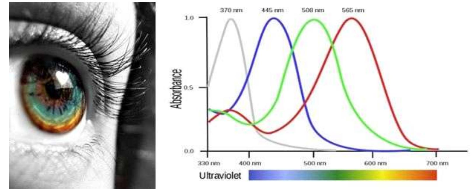 Eye Color Variation (PDF) Neurogenetic of Human eye, how colors act on vision, external ...