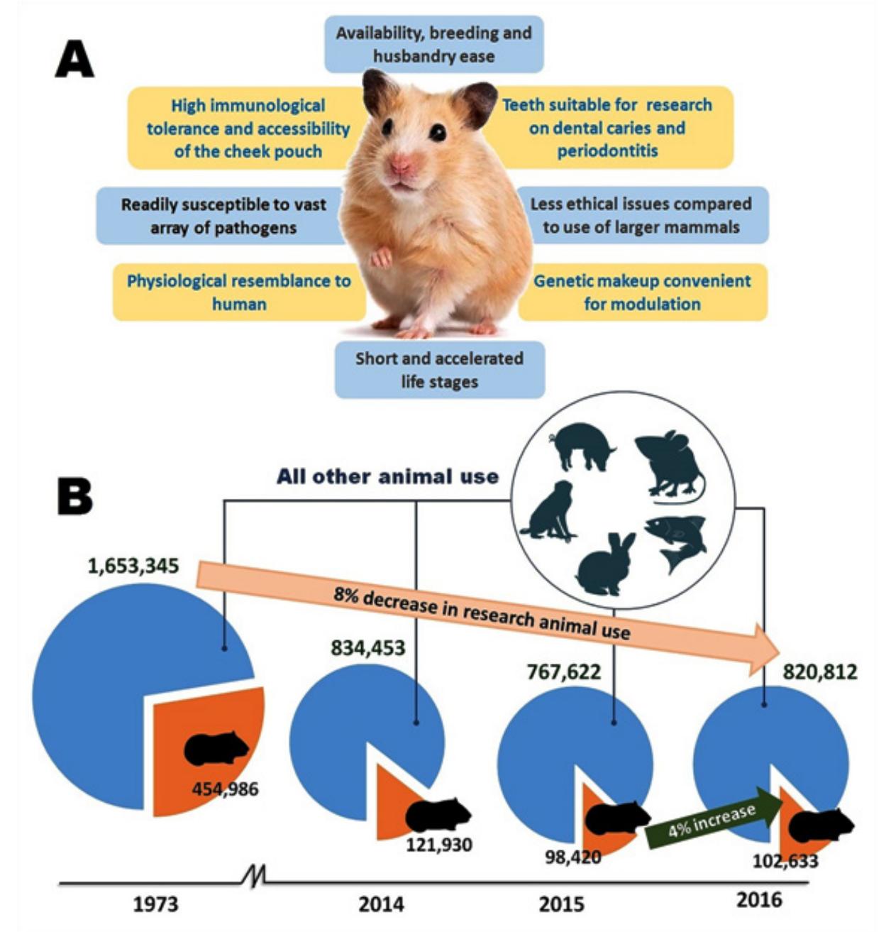 (PDF) Age of Laboratory Hamster and Human: Drawing the Connexion