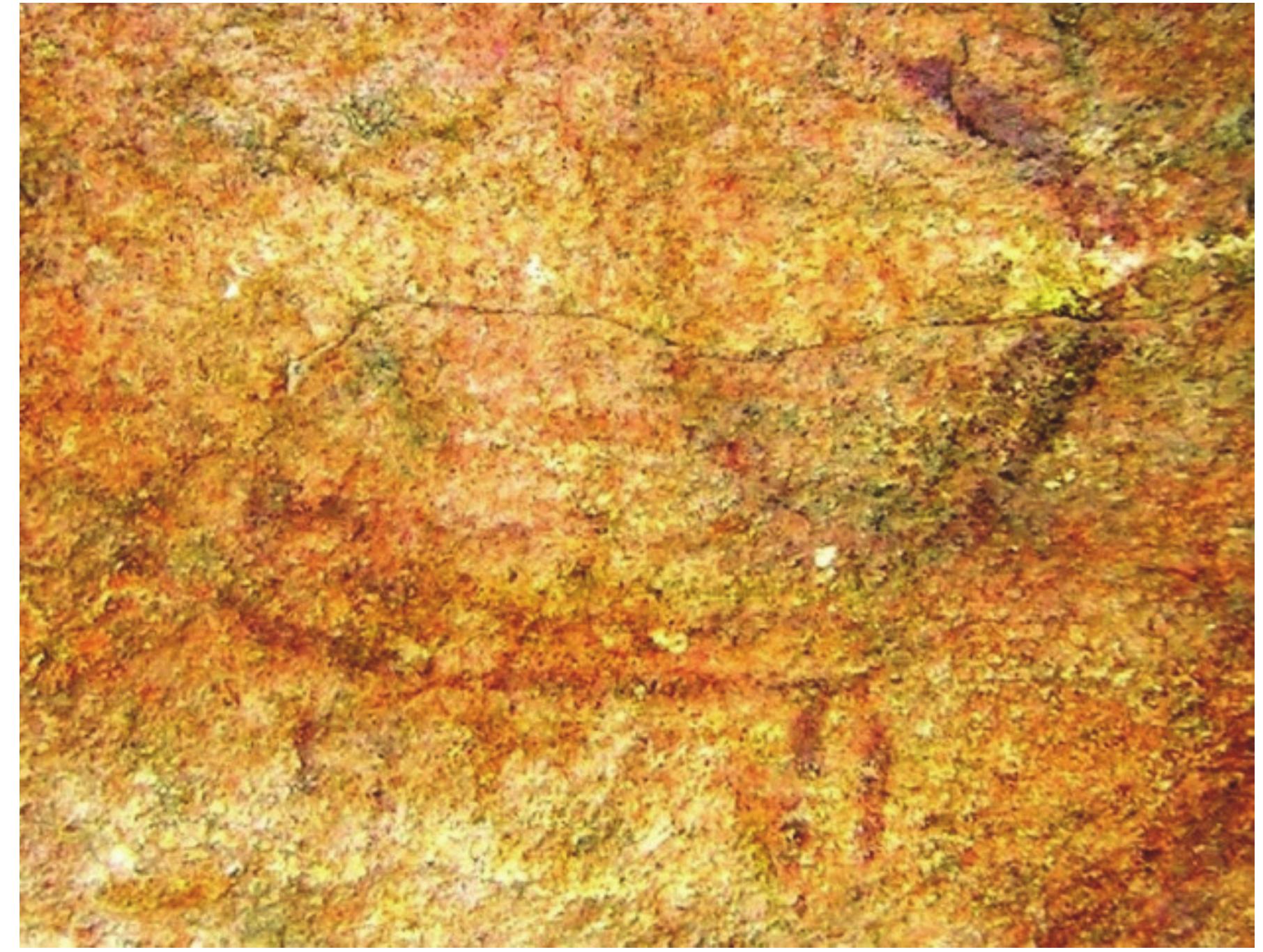 Figure 22: Painted stag, Patsal  ie middle ring comes out a long handle with 2/4/6/8 tangs), is quite common at the ielter groups. At Nai ki Gupha, Patsal an interesting herding scene is painted hich to the left two human figures with sticks in their upraised hands are shov ong with a herd comprising deer and stags to their right (Figure 13). A fish li 1imal is also visible at the lower side of this painting. All the figures in this grou ave a complete body (not only outlines) filled up with red colour. In a painti  igure 14), seven human figures are shown together possibly looking to their left. ¢ the figures are wearing similar headgear but the first from the left is wearing a tw orned crown. There is a possibility that at least four of them have a protruding anim <e mouths. This may be one of the earliest representations of Seven Divine Mothe apta-matrikas). In the same cave, another painting (Figure 15) appears to depict a ce ving two round wheels and an axle, being driven by an animal (possibly a donke’ ther figures in the same painting are quite obliterated but may have consisted yme human figures. Some unidentifiable figure is superimposing it on top. In anoth ainting which is quite obliterated (Figure 16), a human figure, possibly holding a sti his upraised right hand, is shown fighting an animal with an upraised posture. Ne ie human figure, there are other figures: to his left possibly a dog, above him a hum. pure and a bull figure with uplifted tail. In a nearby painting (Figure 17), a horn iadruped, few human figures and an animal figure are identifiable, though t ethod of persecution of human figures is slight different. 