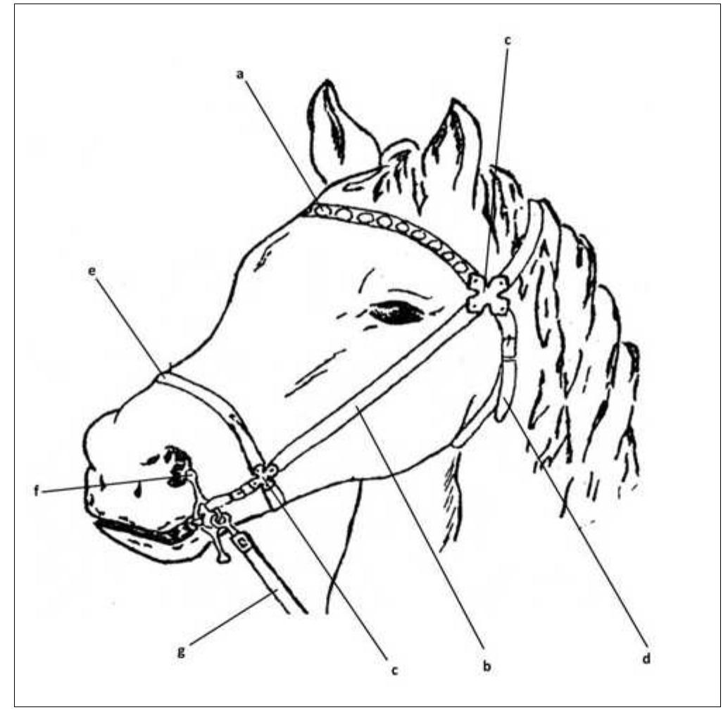 SLIKA 2. Dijelovi oglavine konja: a: Ceoni remen, b: remen lica, c: razdjelnici za remen, d: vratni remen, e: nosni remen, f: Zvale, g: povodac (Karo 2003, 9; pre- ma Méchurova 1984, 279, T. VII: 1).  FIGURE 2. Parts of the belt on the horse’s head: a) browband, b) cheekpiece, c) strap dividers or spacers, d) throatlash, e) noseband, f) bit, g) rein (Karo 2003, 9; after Méchurova 1984, 279, T. VII: 1). 