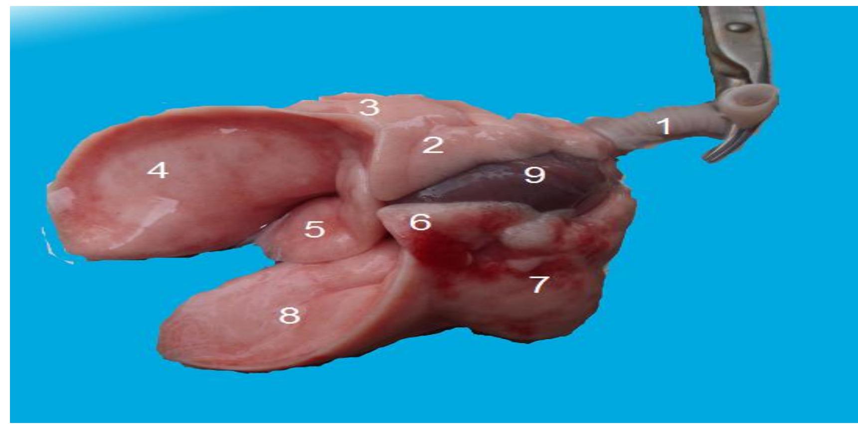 (PDF) MORPHOLOGICAL STUDY OF RABBIT LUNG, BRONCHIAL TREE AND PULMONARY ...