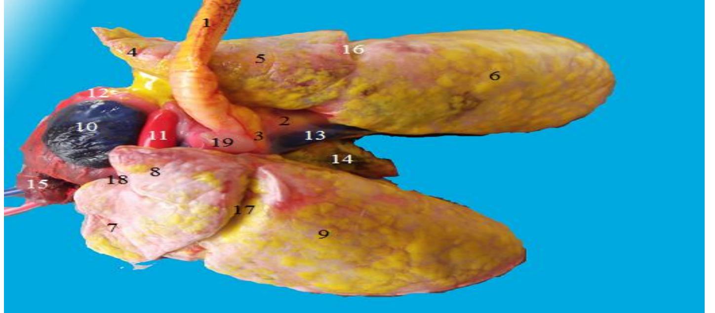 Auricles Rabbit (PDF) MORPHOLOGICAL STUDY OF RABBIT LUNG, BRONCHIAL TREE AND PULMONARY ...