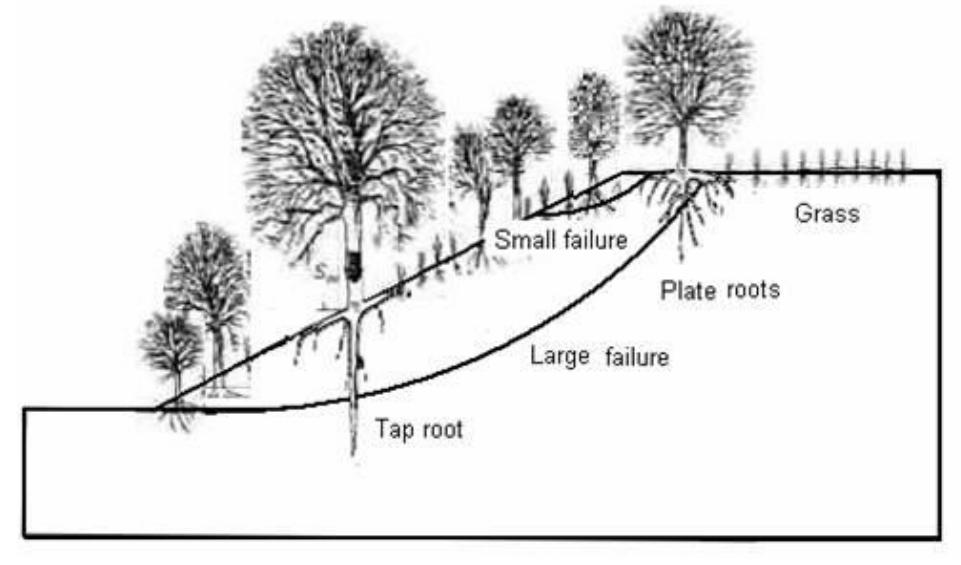 Tree Reinforcement Mechanisms of root reinforcement of grass, plants and tree