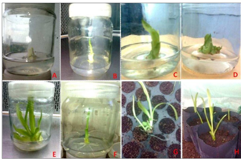 (PDF) Effect of Gamma Radiations on the Morphological Characters in in ...