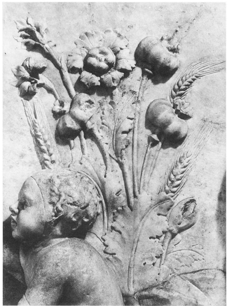 Fig. 4. Flowers and wheat stalks. Detail of relief panel in fig. 1. (Courtesy Deutsches Archdologisches Institut, Rome, neg. 86.1458) 