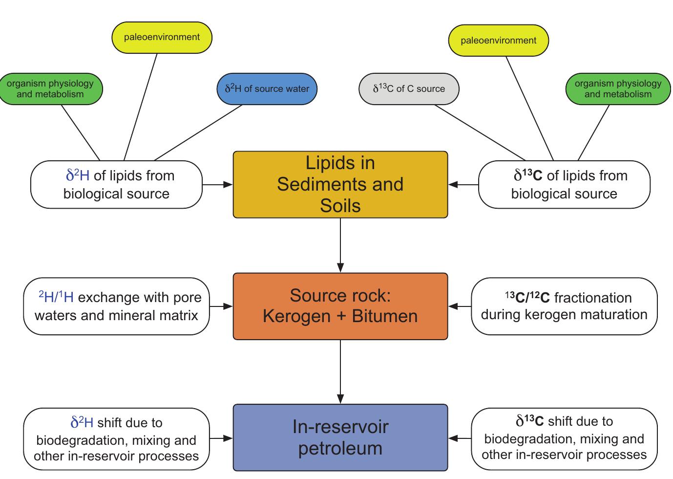 Factors Controlling Carbon and Hydrogen Isotope Fractionation During. ..  knowledge regarding individual pathways and mechanisms that affect stable isotope signatures of lipid biomarkers and their precursors is beyond the scope of this chapter. (Interested readers will be guided to key original and review publications.) Rather, the focus is on the broad picture that shows the hierarchy of controls on the isotopic composition of lipids derived from algal and higher plant sources. 