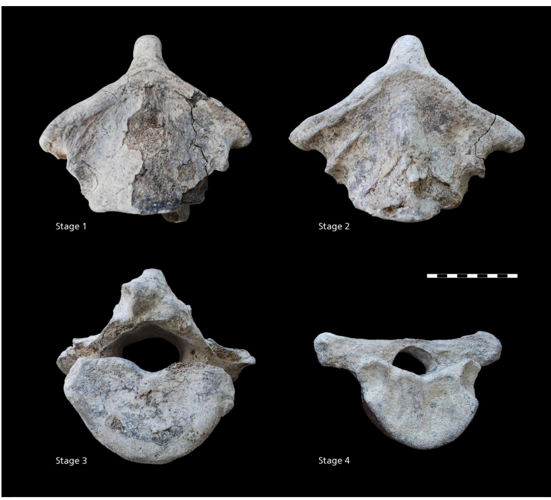 Si fig. 14: stages of rounding shown by hippo vertebrae at