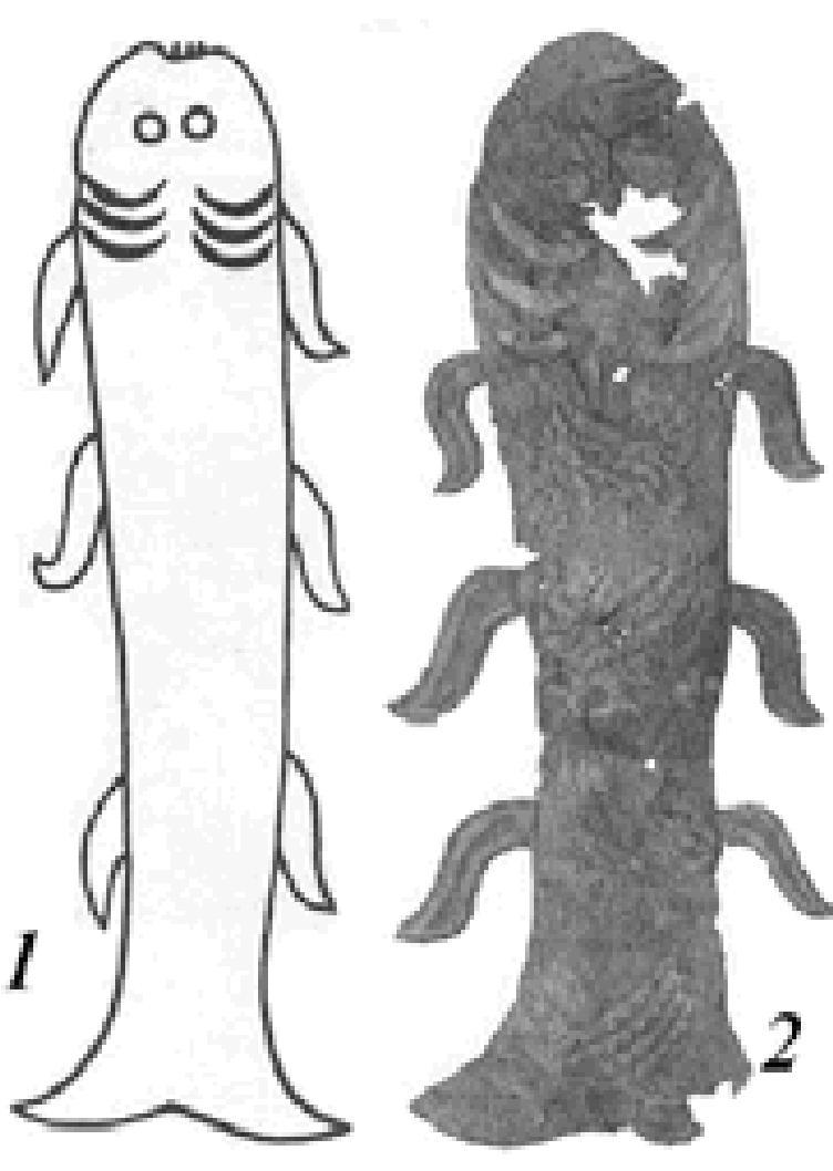 sturgeon. However, the strength of the sea eagle is greatly exaggerated here, as it even has a problem pulling a bream weighing 3-4 kg out of the water. When the bird has seized such a large fish, the sea eagle reaches land by swimming, flapping its wings on the water.'” These images conceal a double semantic meaning. A fish functions as a symbol of the nether world, while a bird (especially a “regal predator”) is a symbol of the upper, heavenly sphere,'® and in the struggle of the two, the upper world prevails.”  oa nm om = 
